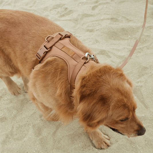 Comfortabel Harnas voor Uw Hond – Inclusief Riem